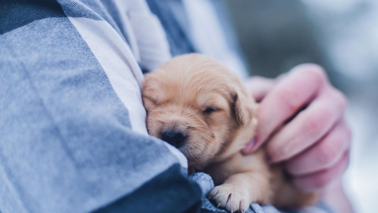 Allambie Vet - pet taxi partner in Allambie Heights, NSW