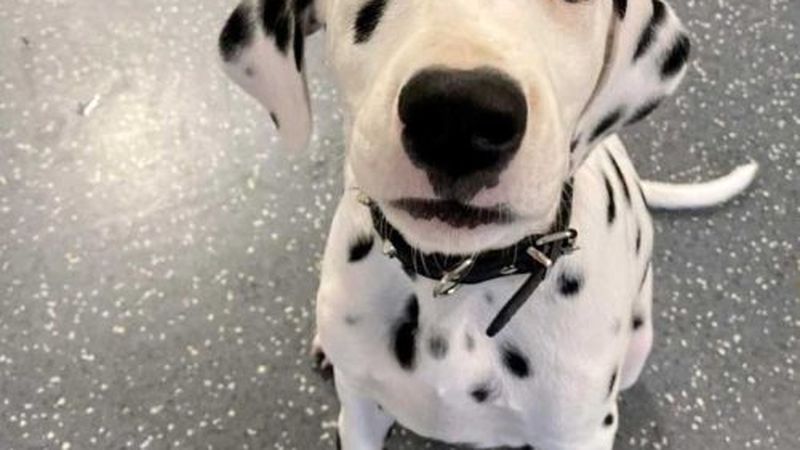 Team and facilities at Belmont Veterinary Hospital