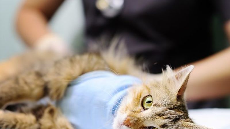 Inside Belmont Veterinary Hospital, Belmont