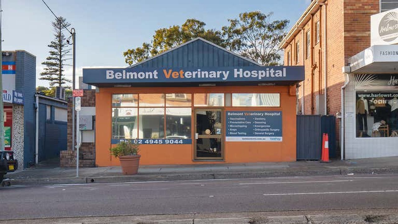 Belmont Veterinary Hospital - pet taxi partner in Belmont, NSW