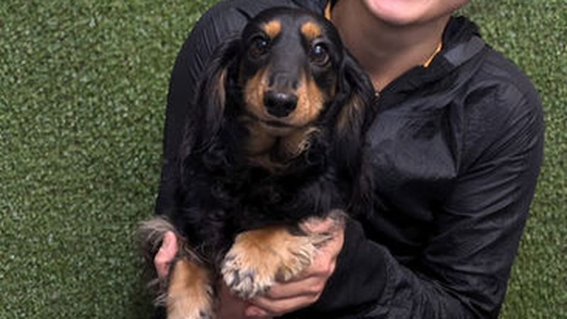 Team and facilities at Dogs@Play Doggy Daycare