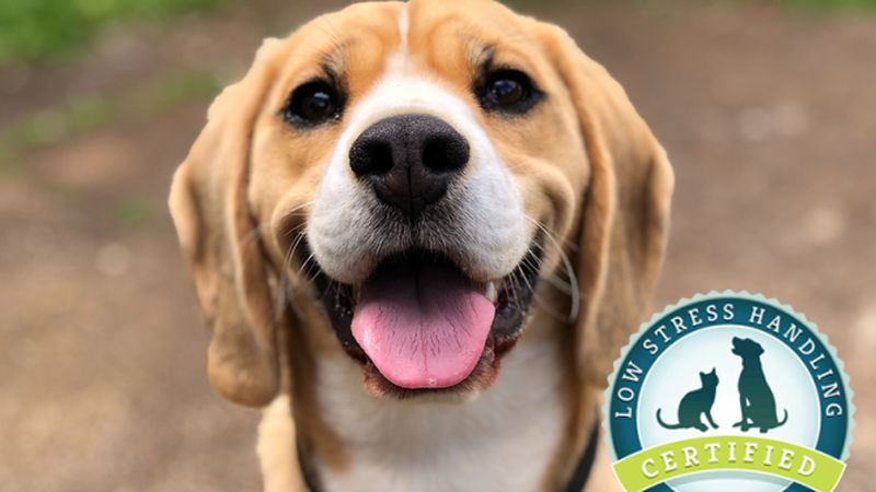 Doyalson Animal Hospital veterinary clinic in Doyalson, NSW