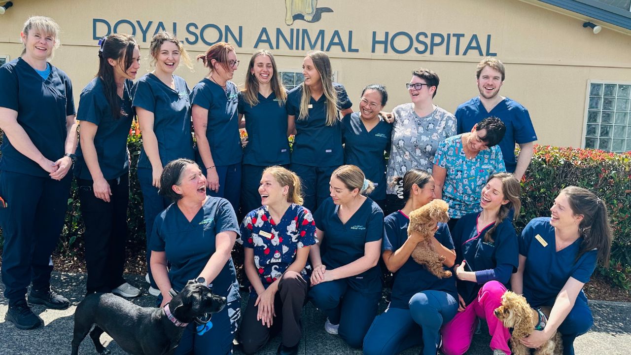 Doyalson Animal Hospital - pet taxi partner in Doyalson, NSW