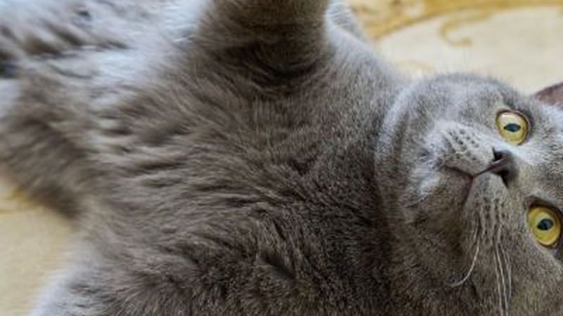 Drummoyne Vet veterinary clinic in Drummoyne, NSW