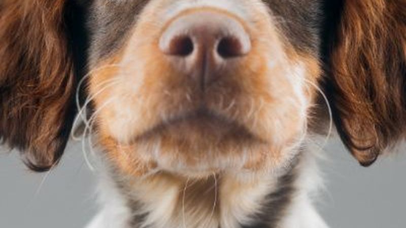 Team and facilities at Drummoyne Vet