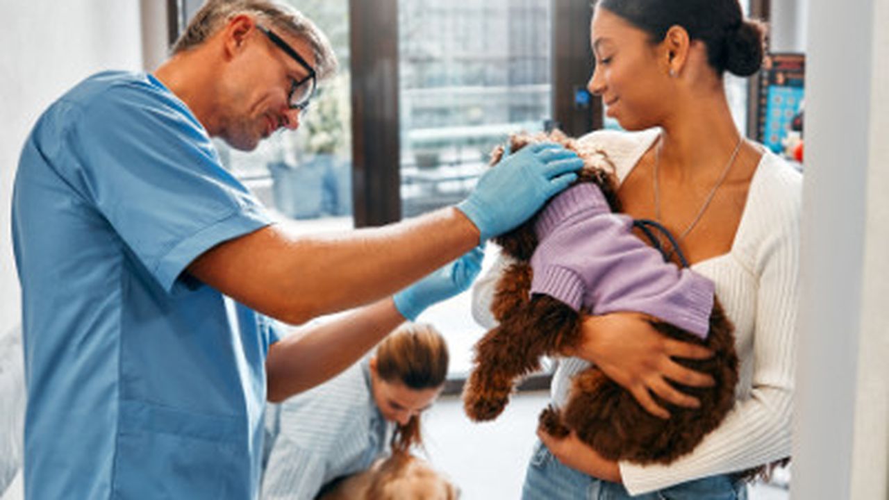 Drummoyne Vet - pet taxi partner in Drummoyne, NSW