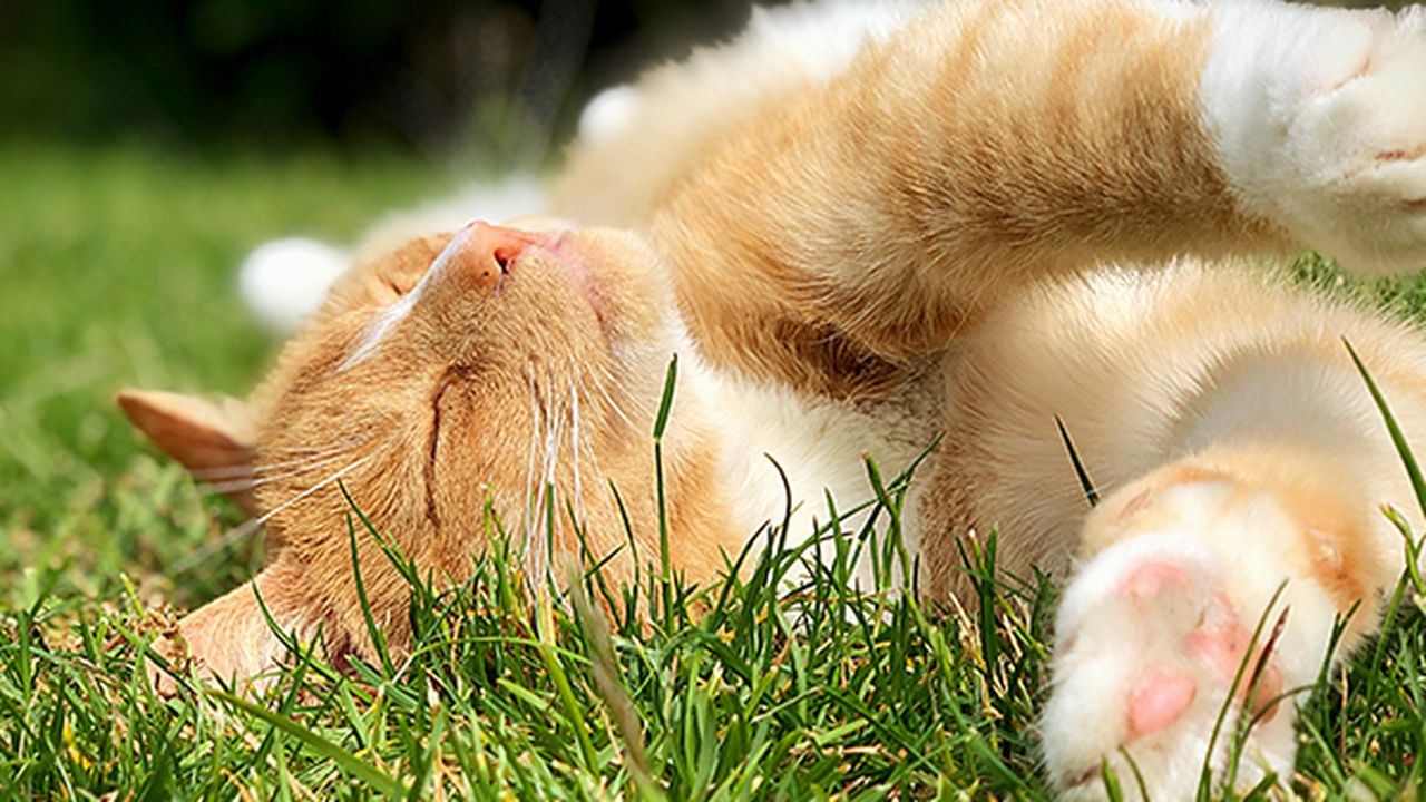 GreenCross Ku-Ring-Gai Vet - pet taxi partner in Nth Turramurra, NSW