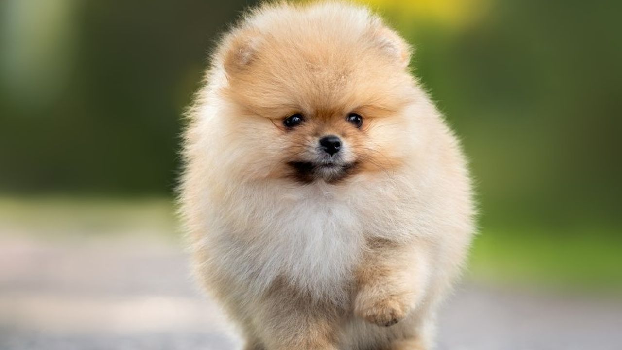 Greencross Vet North Parramatta - pet taxi partner in North Parramatta, NSW