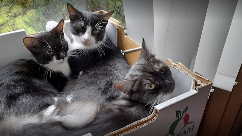 Harbourside Vet Hospital veterinary clinic in Wentworth Point, NSW