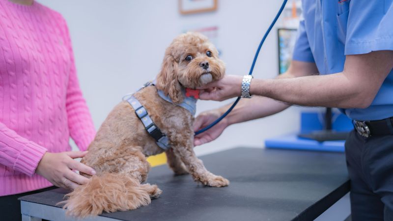 Team and facilities at Harbourside Vet Hospital