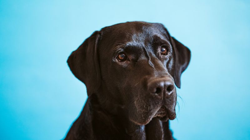 K9 Klub Doggy Daycare veterinary clinic in Caringbah, NSW