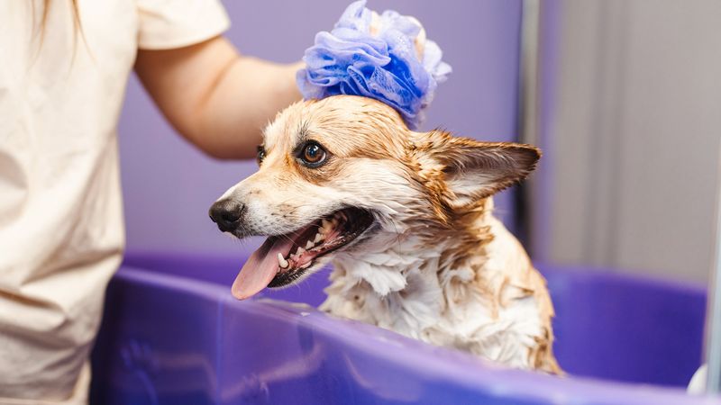 Inside K9 Klub Doggy Daycare, Caringbah