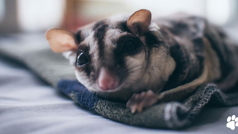 Normanhurst Vet veterinary clinic in Normanhurst, NSW