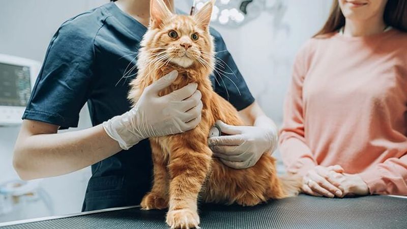 Team and facilities at North Rocks Veterinary Hospital