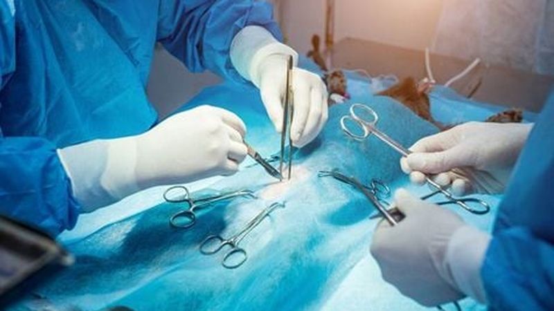 North Rocks Veterinary Hospital pet care services in North Rocks