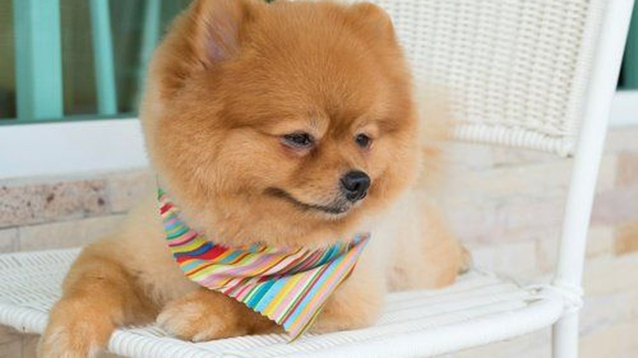 Palette Studio - pet taxi partner in Drummoyne, NSW