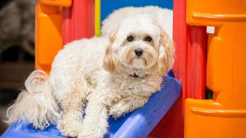 Scruffy's pet care services in Brookvale