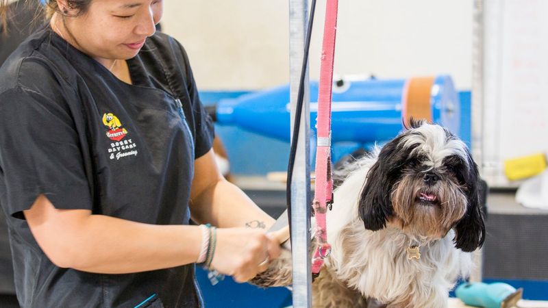 Inside Scruffy's, Brookvale