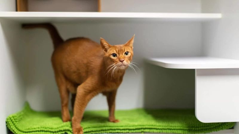 Seaforth Veterinary Hospital pet care services in Seaforth