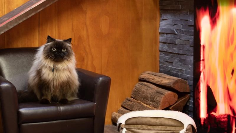 Inside Seaforth Veterinary Hospital, Seaforth