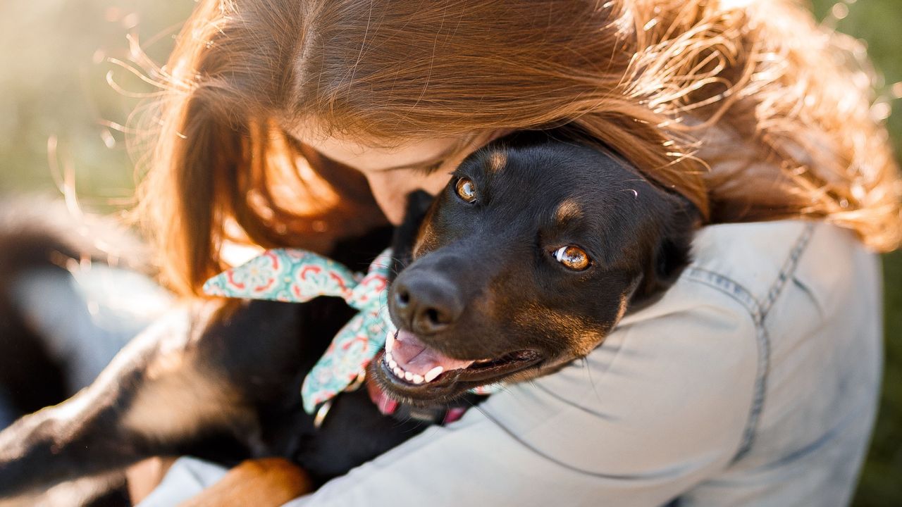 Seaforth Veterinary Hospital - pet taxi partner in Seaforth, NSW