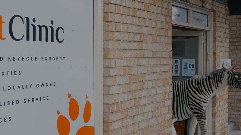 Southern Cross Vet Bellevue Hill veterinary clinic in Bellevue Hill, NSW