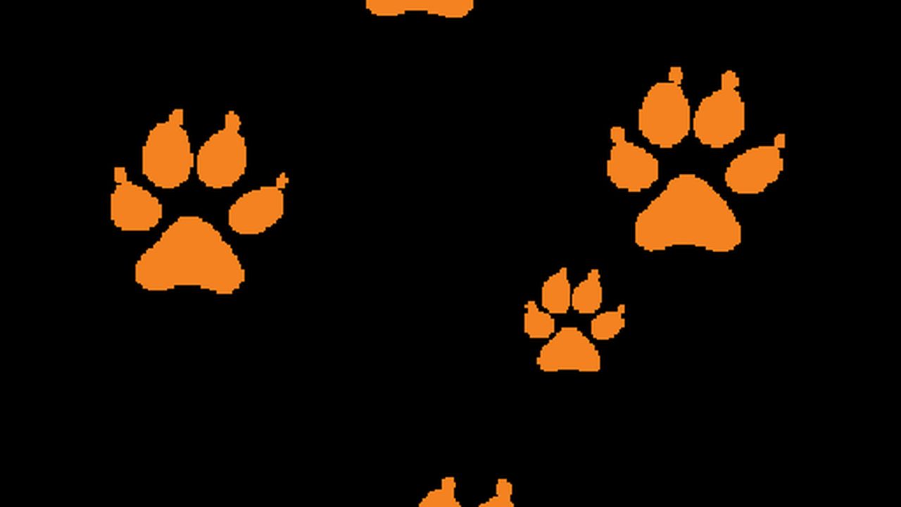 Southern Cross Vet Bellevue Hill - pet taxi partner in Bellevue Hill, NSW