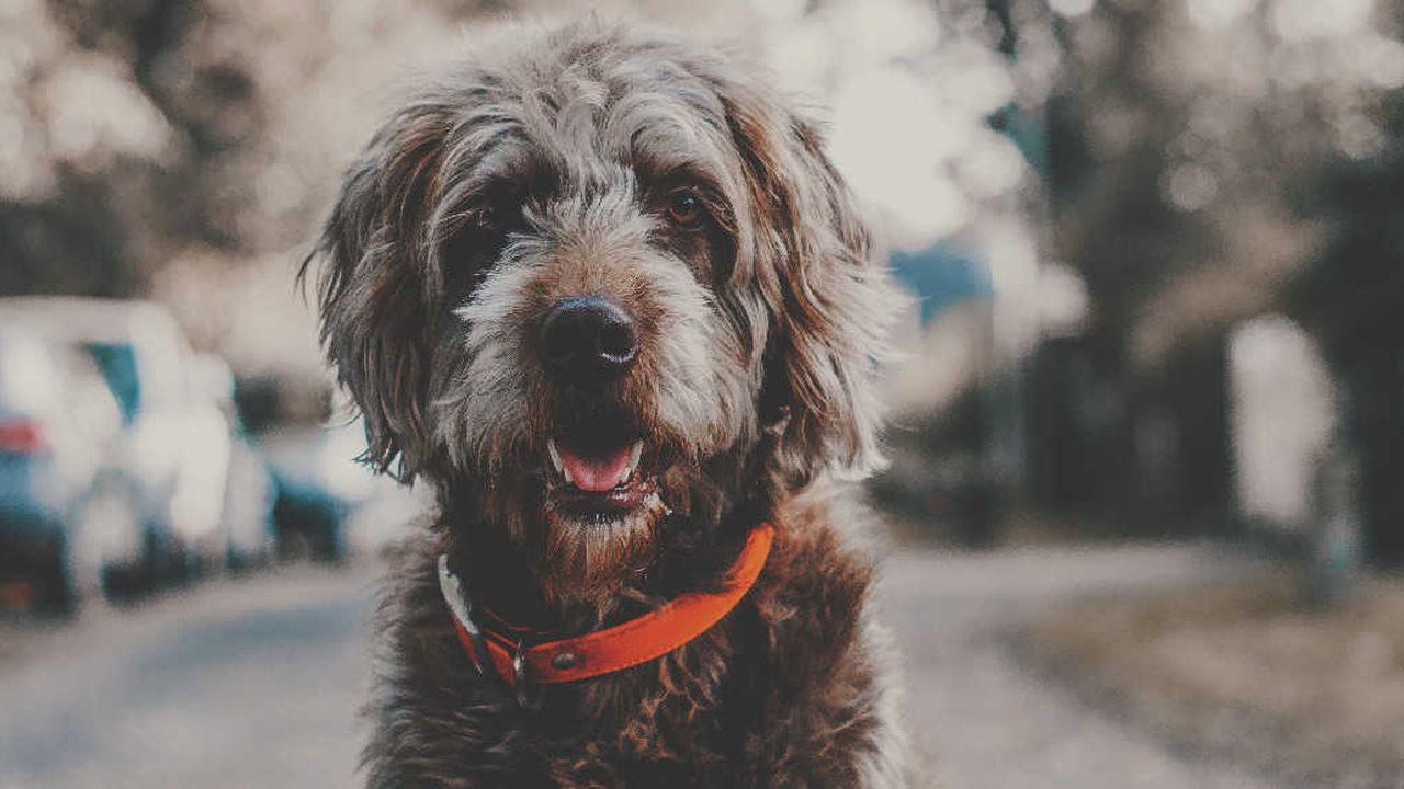 Southern Cross Vet Surry Hills - pet taxi partner in Redfern, NSW