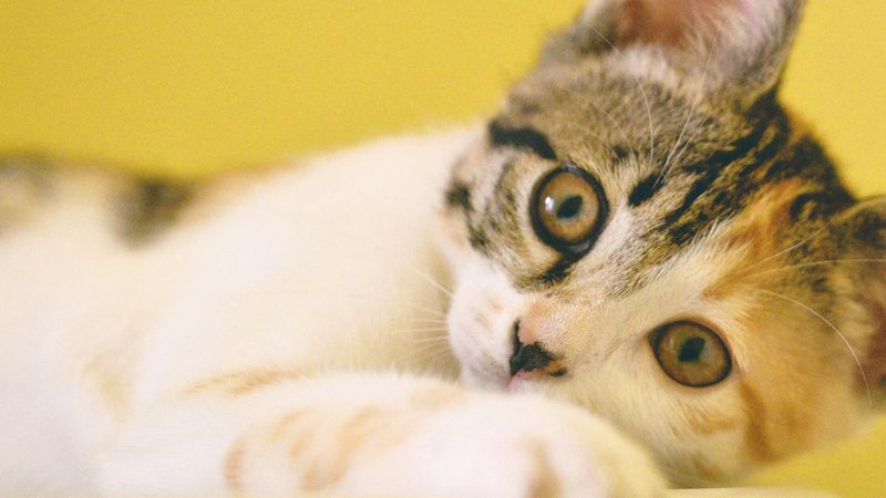 Team and facilities at Southside Animal Hospital Cronulla