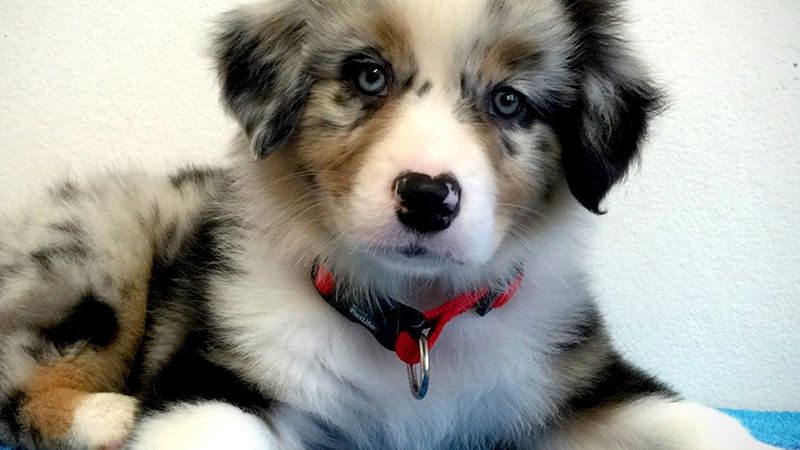 Southside Animal Hospital Gymea pet care services in Gymea