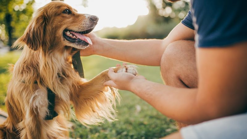 The Beaches Vet pet care services in Manly Vale