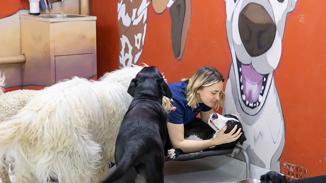 Vet HQ Double Bay - pet taxi partner in Double Bay, NSW