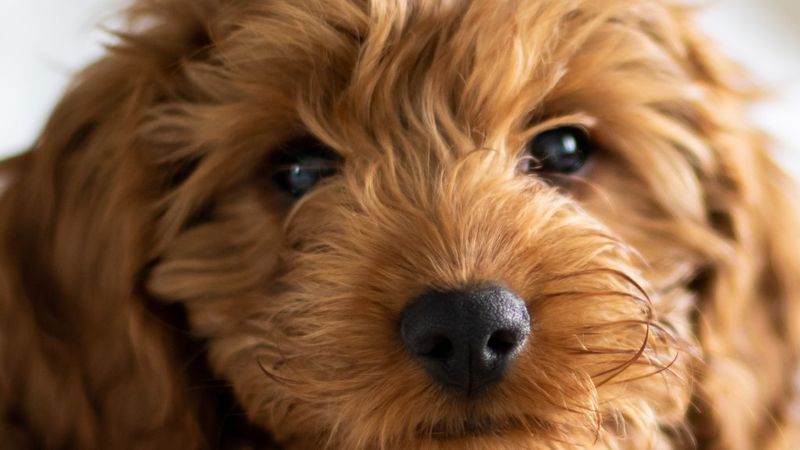 West Ryde Veterinary Clinic veterinary clinic in West Ryde, NSW