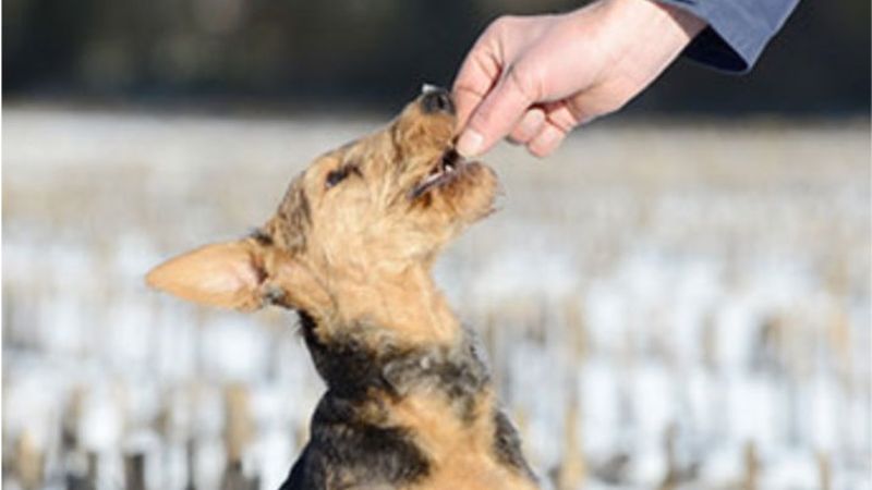 Team and facilities at West Ryde Veterinary Clinic