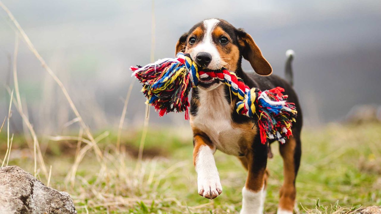 West Ryde Veterinary Clinic - pet taxi partner in West Ryde, NSW