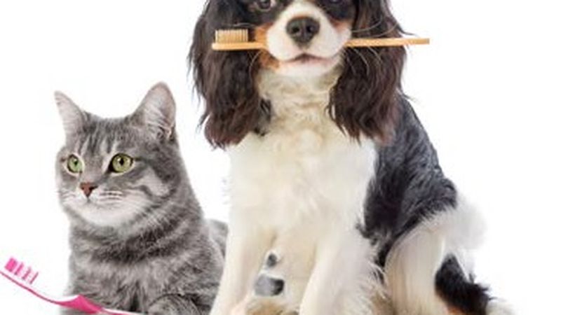 Team and facilities at Willoughby Vet Hospital